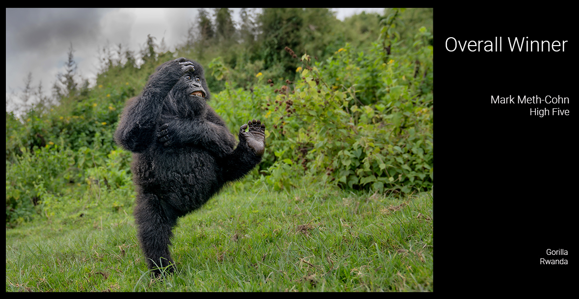 Image from Comedy Wildlife Photography Awards - Conservation through Competition