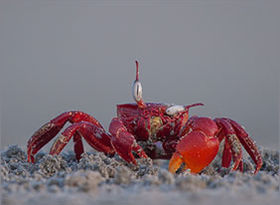 sections-image-gallery